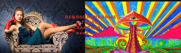 крисы Покачи